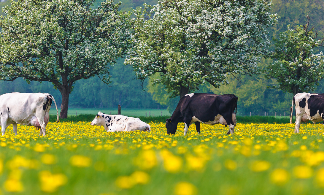 Steigende Strompreise: Wechseln Sie zu Opticool, dem energiesparenden Milchtank