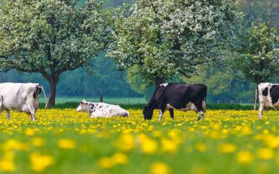 Steigende Strompreise: Wechseln Sie zu Opticool, dem energiesparenden Milchtank